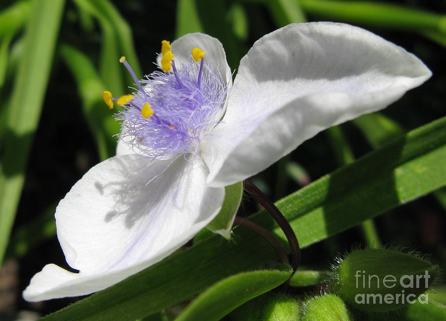 Widow’s Tear Photograph by Julie Slater