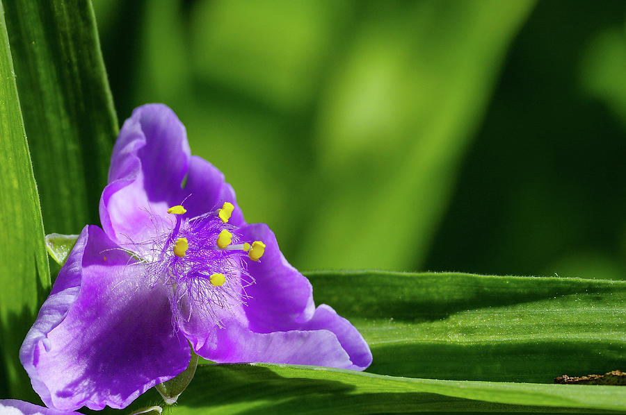 Widows Tears Photograph by Stephen Sloan - Pixels