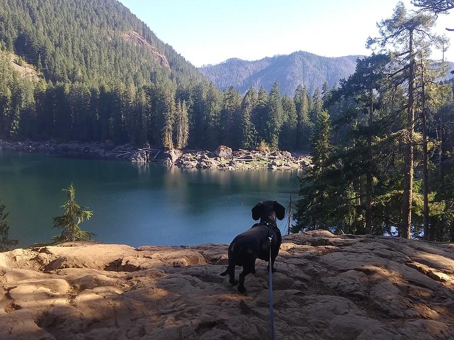 Wiener dog/lena lake Photograph by Joshua Pease | Fine Art America