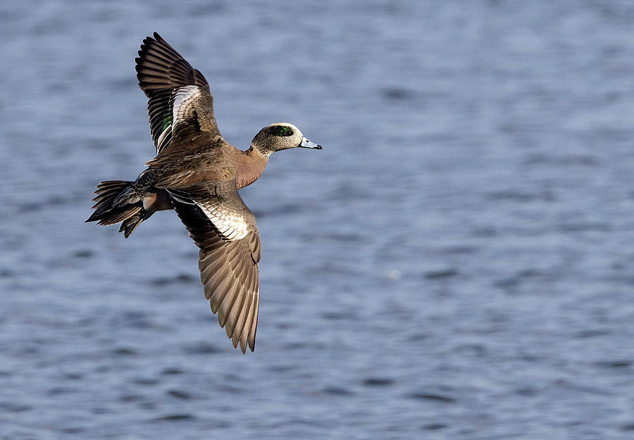 Wigeon Bank Photograph by Art Cole