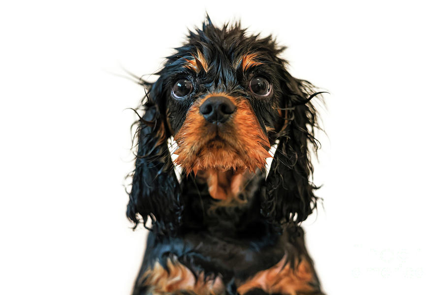Wilberforce the black and tan Cavalier King Charles spaniel puppy takes a bath. Front view isolated on white background Photograph by Jane Rix