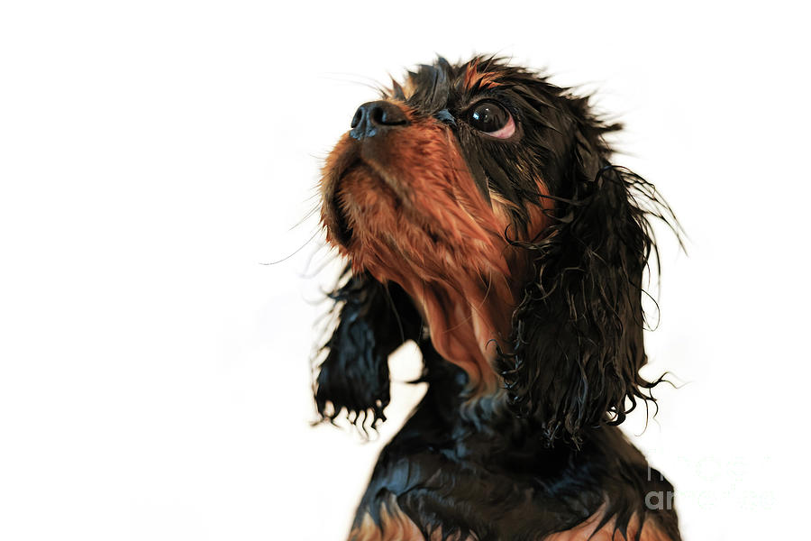 Wilberforce the black and tan Cavalier King Charles spaniel puppy takes a bath. Side view isolated on white background Photograph by Jane Rix