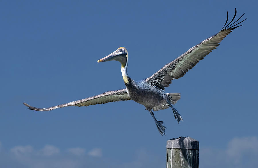 Wilbur the Pelican Photograph by Angie Mossburg