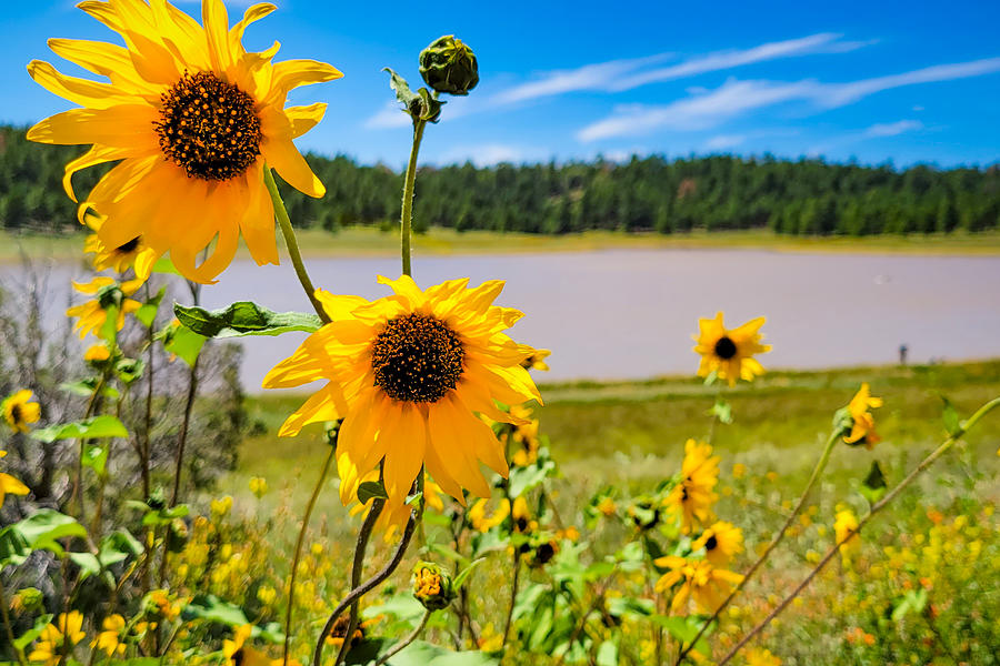 Wild About Sunflowers at Lake Mary Photograph by Bonny Puckett