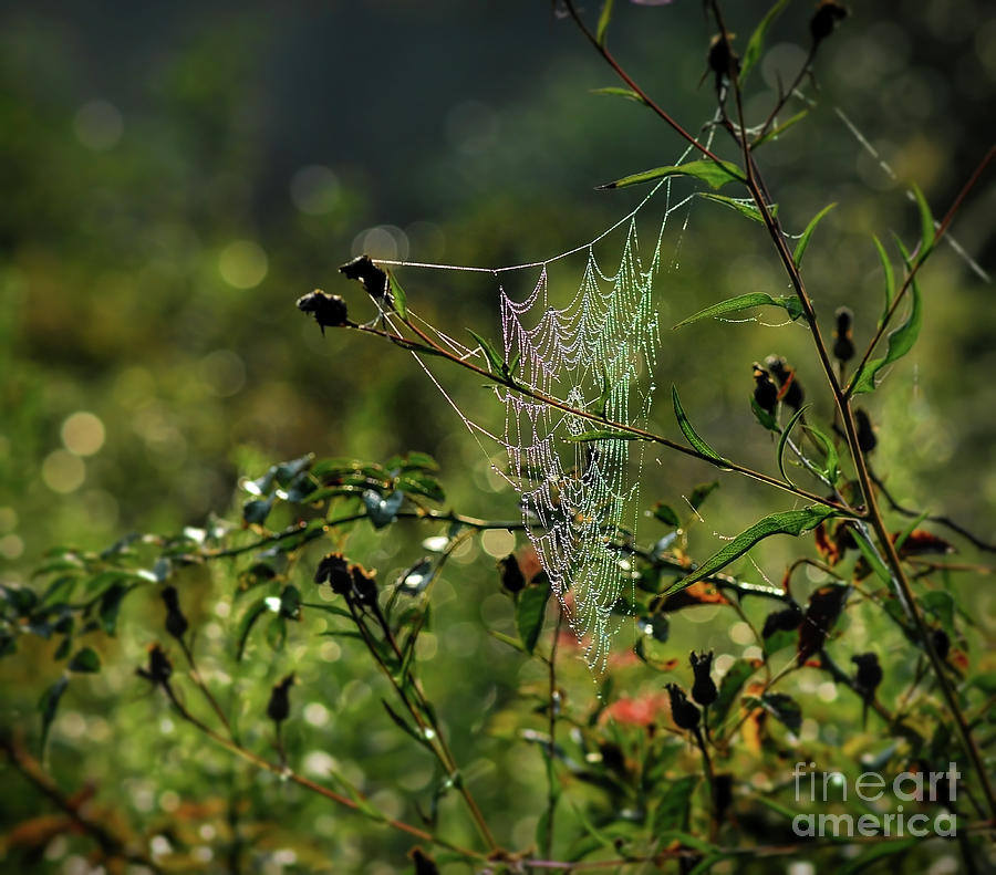 Wild About Webs Photograph by Kerri Farley