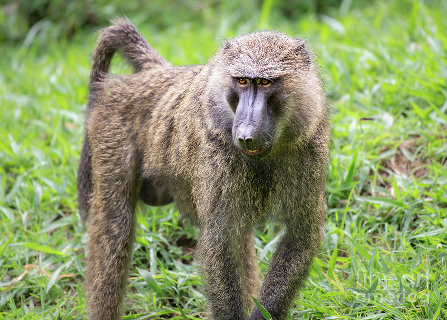 Wildlife Photograph - Wild Adult Male Olive Baboon in Africa. by Jamie Pham