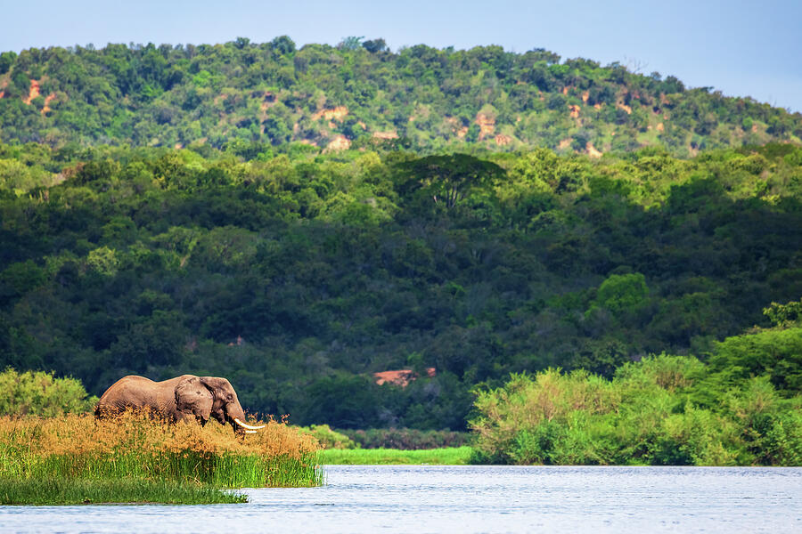 Wild Africa On The Nile Photograph by Rick Furmanek