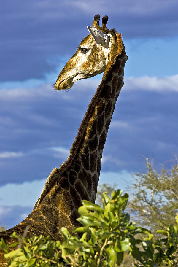 Wild African giraffe Photograph by Pal Teravagimov Photography