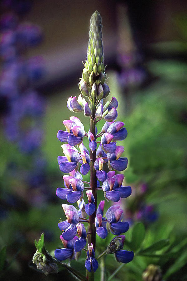 Wild Alaskan Purple  Lupine Photograph by Jerry Griffin