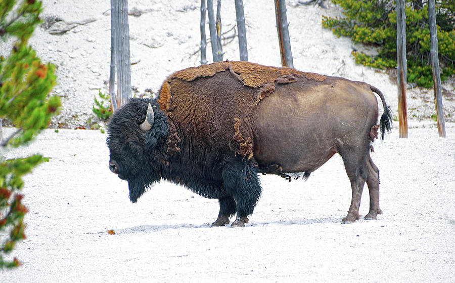 Wild American Bison At Yellowstone National Park, Wyoming, USA ...