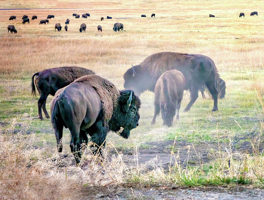 Wild American Bison Photograph by Judi Dressler