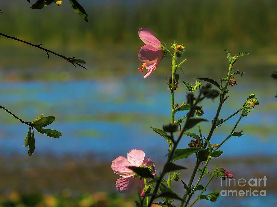 Wildflower Photograph - Wild And Beautiful III by Felix Lai Wildflower Photograph - Wild And Beautiful III by Felix Lai