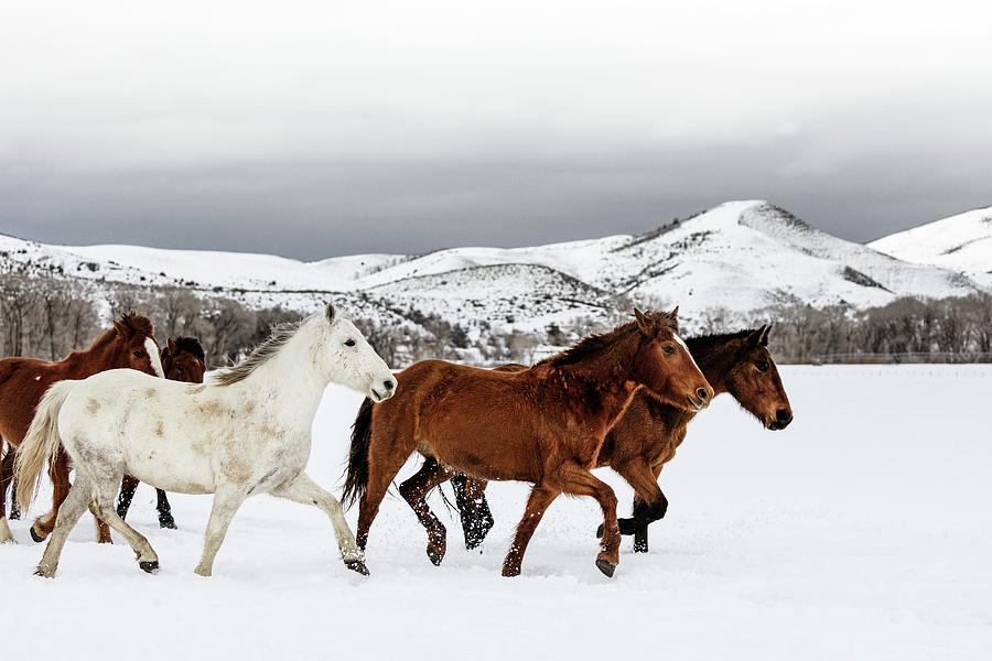 Wild and Domesticated Horses, Ladder Livestock Ranch, Wyoming Colorado border Photograph by Carol Highsmith