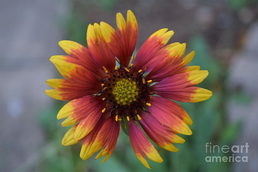 Wild and Free Blanket Flower Photograph by Janet Marie