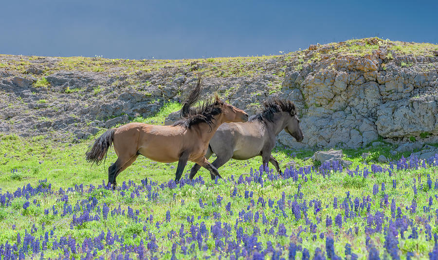 Wild and Free on Pryor Mountain Photograph by Marcy Wielfaert
