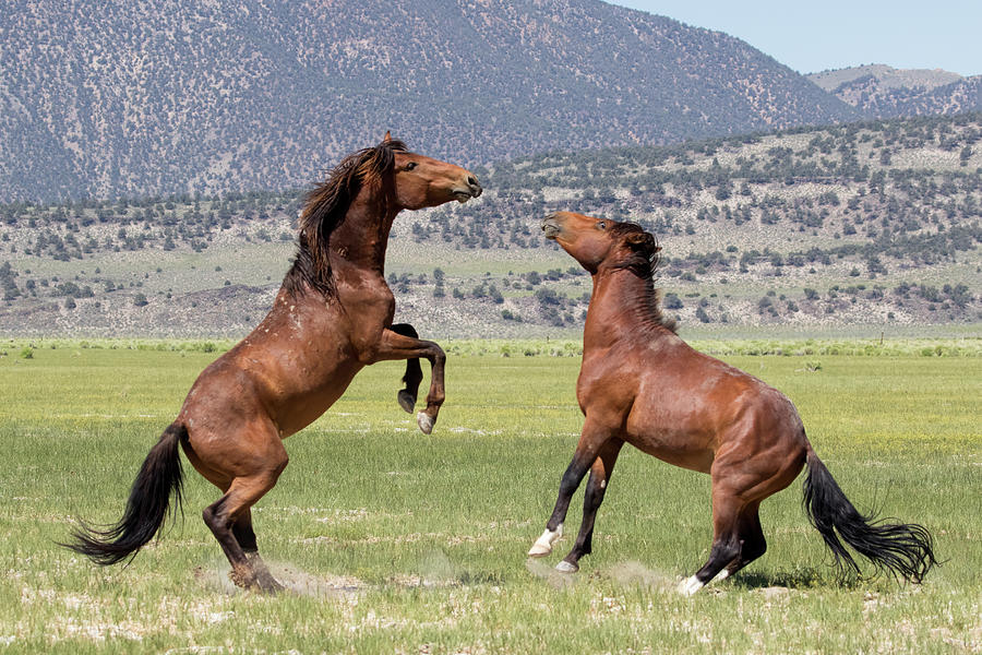 Wild and Frisky Mares  Photograph by Cheryl Strahl