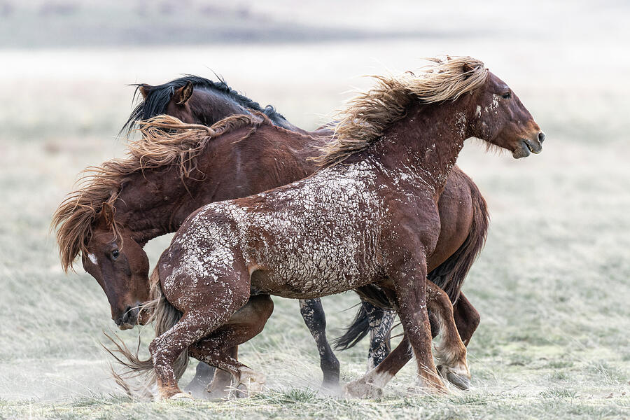 Wild and Powerful Photograph by Mary Hone Wild and Powerful Photograph by Mary Hone