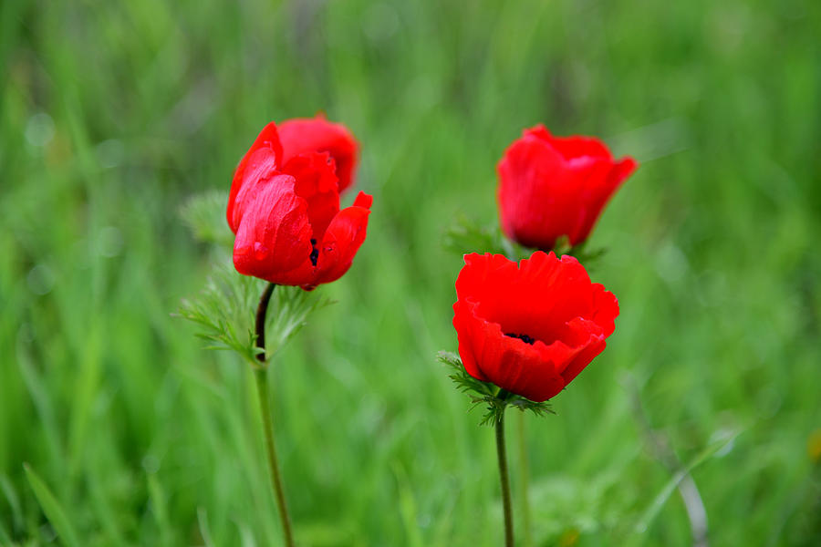 Wild anemone flower Photograph by Elena ZapasskyBaal - Fine Art America