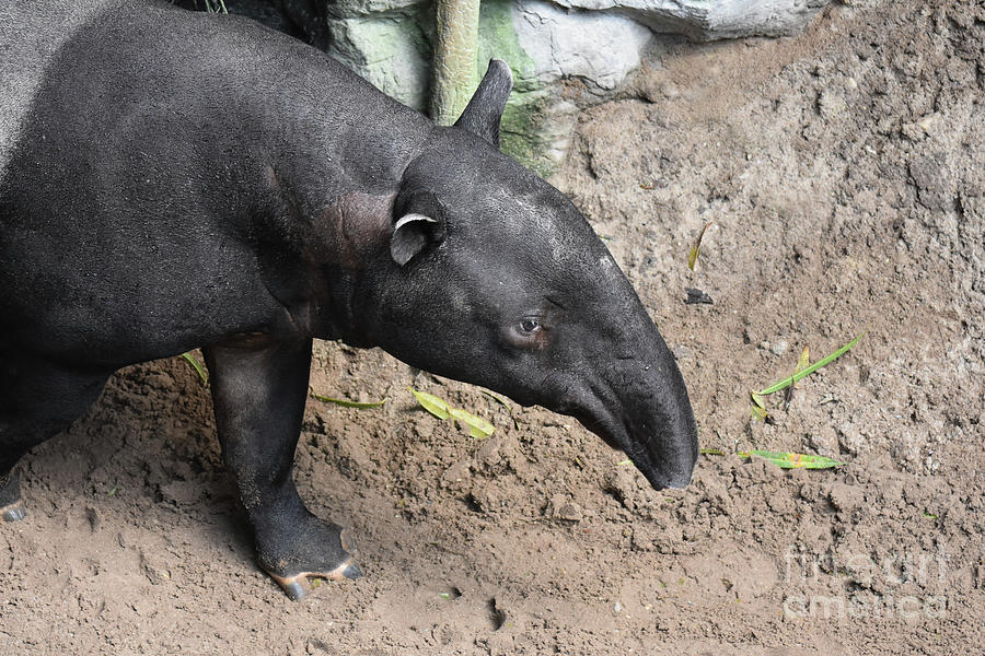 Wild animal photo of a bairds tapir  Photograph by DejaVu Designs