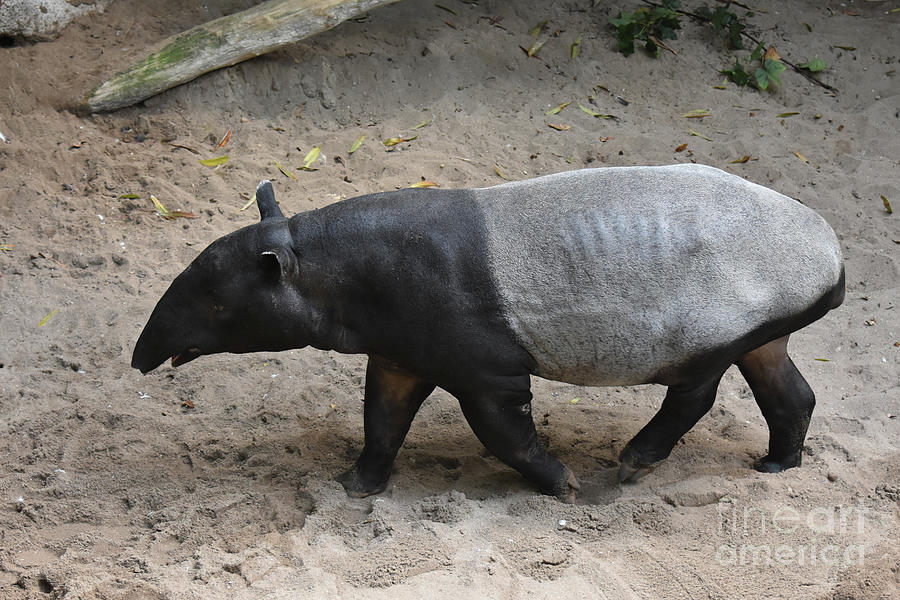 Wild animal photo of a beautiful tapir  Photograph by DejaVu Designs