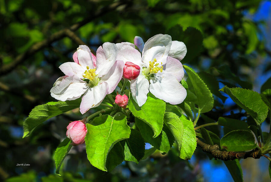 Wild Apple Blossoms Photograph by Dale R Carlson