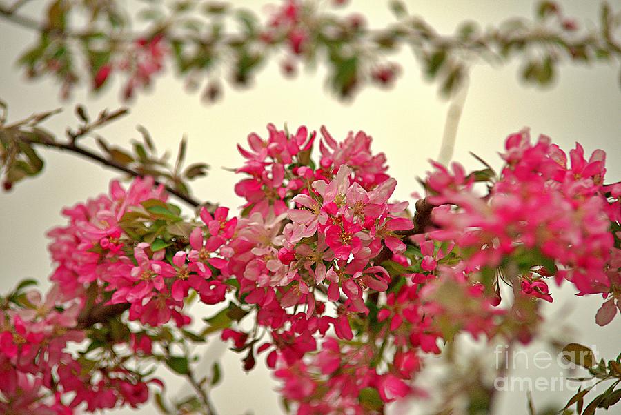 Wild Apple Tree in Bloom Photograph by Amalia Suruceanu