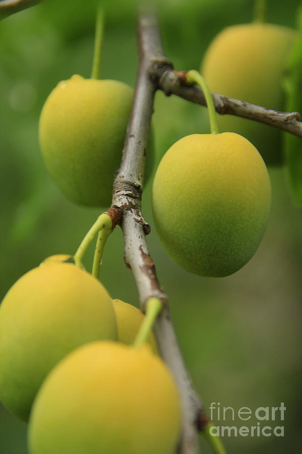 Fruit Photograph - Wild Apricots 1 by Roland Stanke Fruit Photograph - Wild Apricots 1 by Roland Stanke