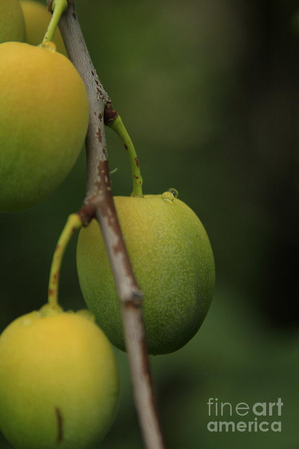 Fruit Photograph - Wild Apricots 2 by Roland Stanke Fruit Photograph - Wild Apricots 2 by Roland Stanke