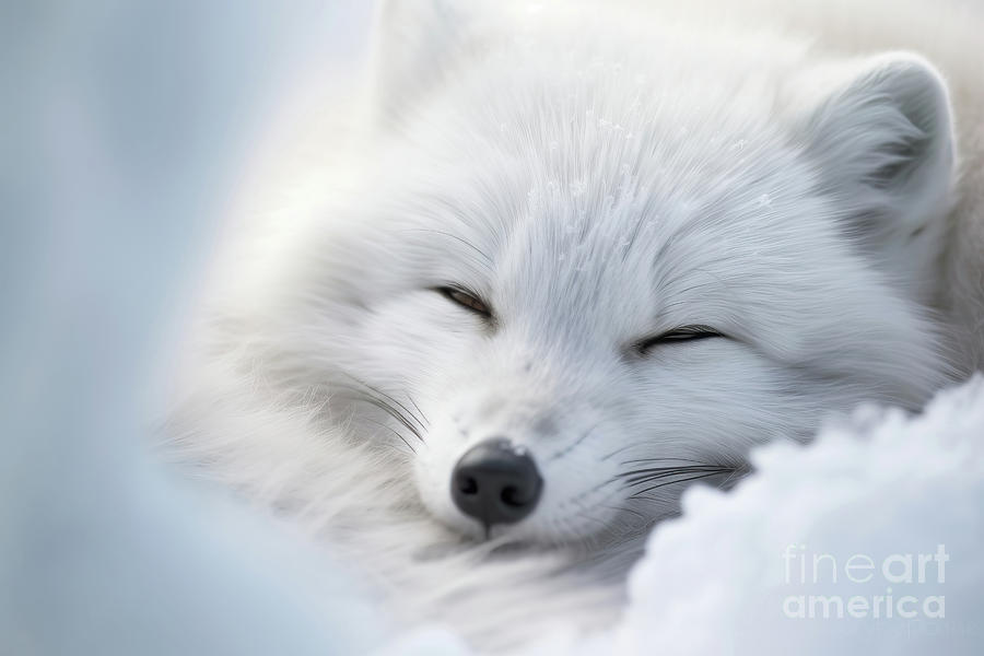Wild arctic fox sleeping in the snow by Rami Sendra