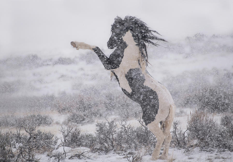 Wild as the Wind  Photograph by Sandy Sisti