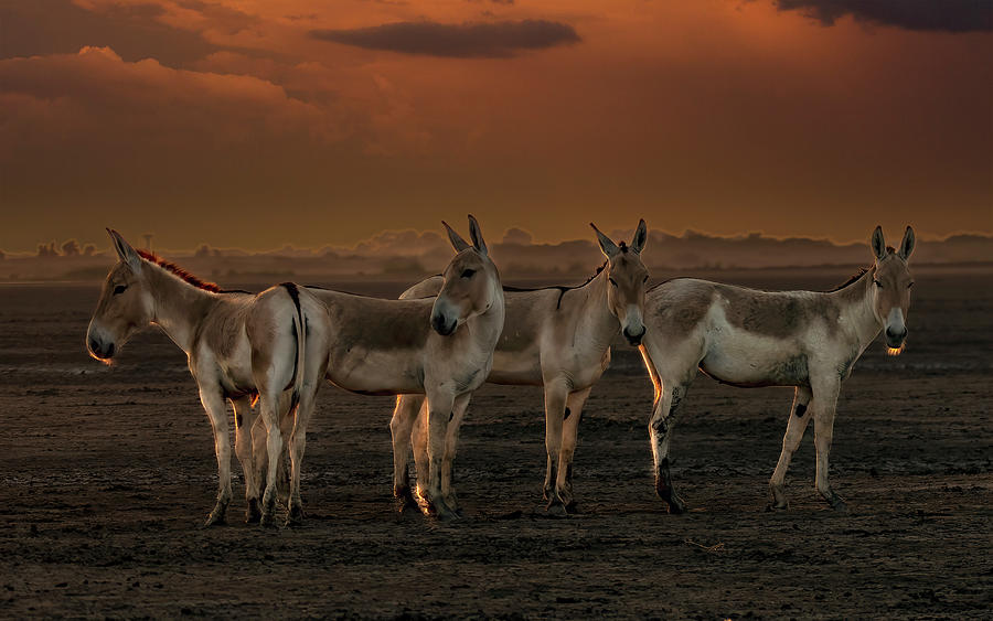 Wild Ass  Photograph by Ramabhadran Thirupattur