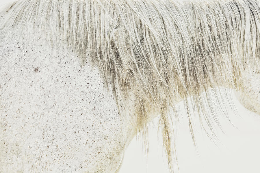 Wild at Heart - Horse Art Photograph by Lisa Saint