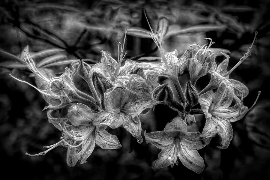 Wild Azaleas in Black and White Photograph by Debra and Dave Vanderlaan