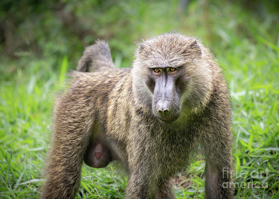 Wildlife Photograph - Wild Baboon by Jamie Pham