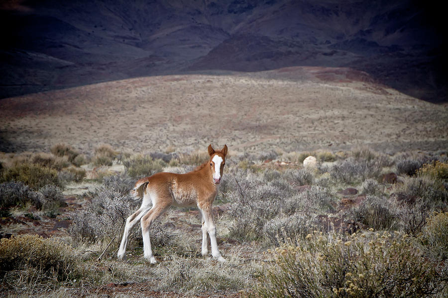 Wild baby foal with white blaze Photograph by Waterdancer