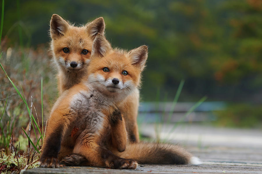 Red Photograph - Wild baby red foxes at the beach, June 2020, Nova Scotia, Canada by Curtis Patterson