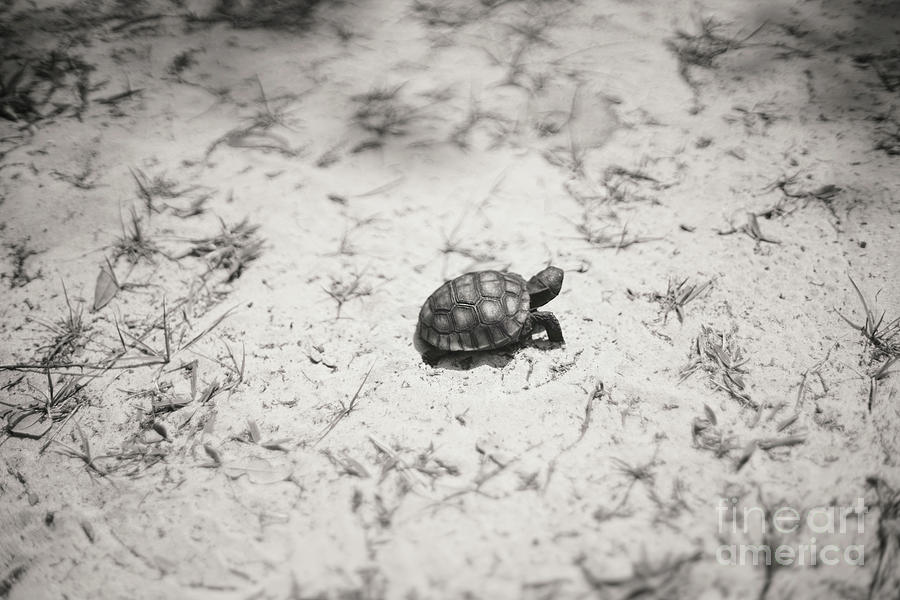 Wild Baby Tortoise Photograph by Felix Lai