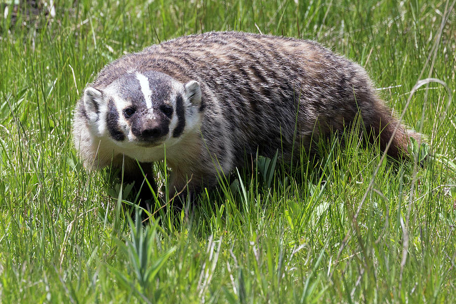 Wild Badger in Yellowstone Photograph by Patrick Barron - Fine Art America