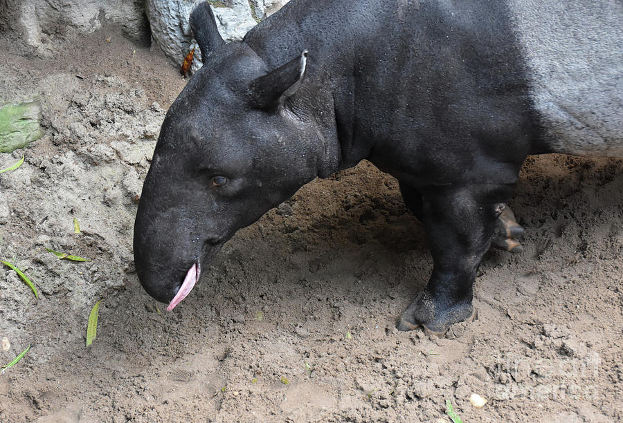 Wild bairds tapir sticking its tongue out  Photograph by DejaVu Designs