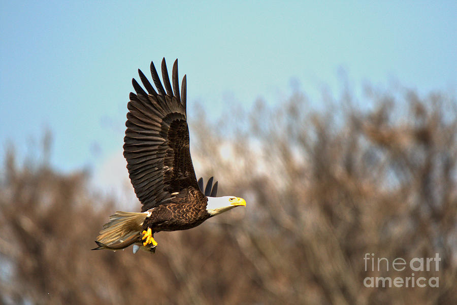 Wild Bald Eagle Hunting Photograph by Adam Jewell