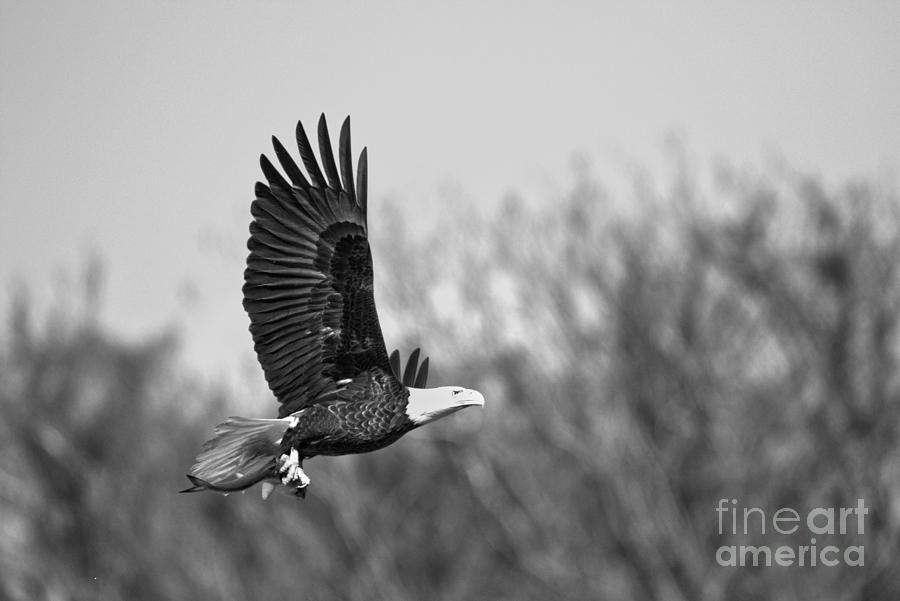 Wild Bald Eagle Hunting Black And White Photograph by Adam Jewell