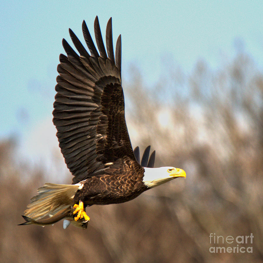 Wild Bald Eagle Hunting Crop Photograph by Adam Jewell