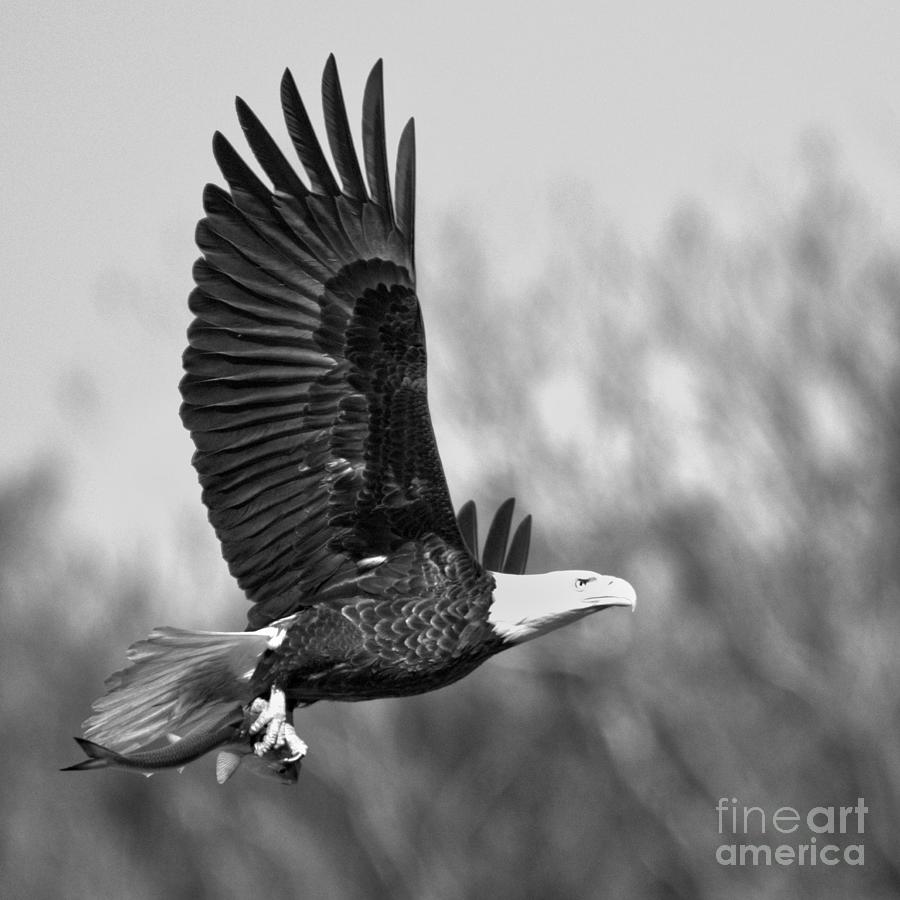 Wild Bald Eagle Hunting Crop Black And White Photograph by Adam Jewell