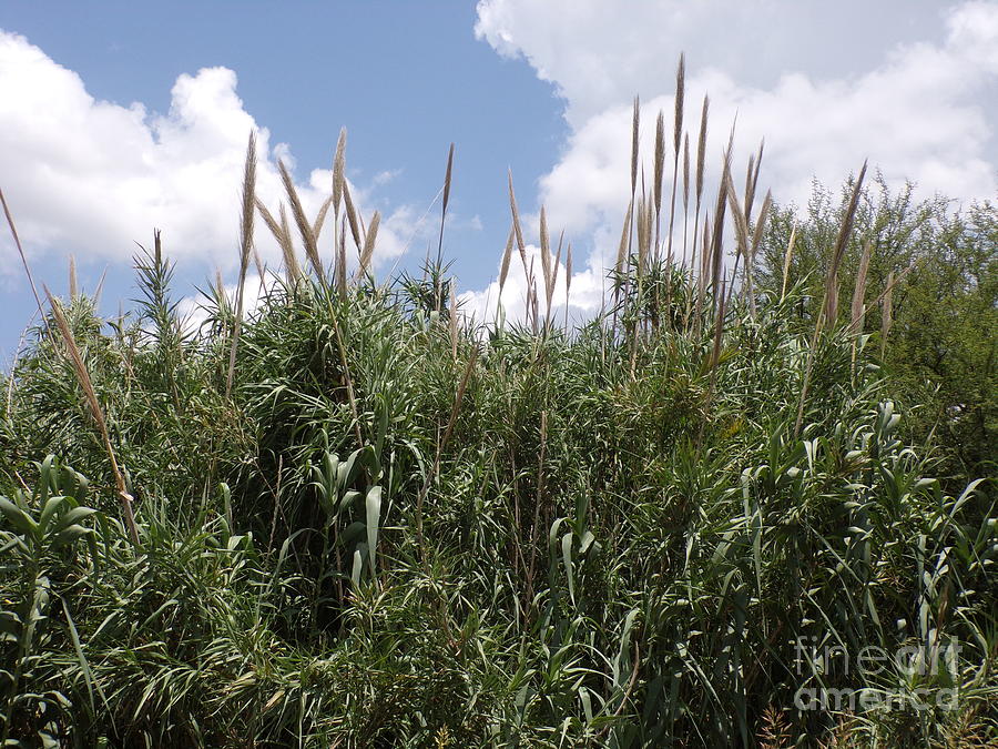 Bamboo For Sale In Texas