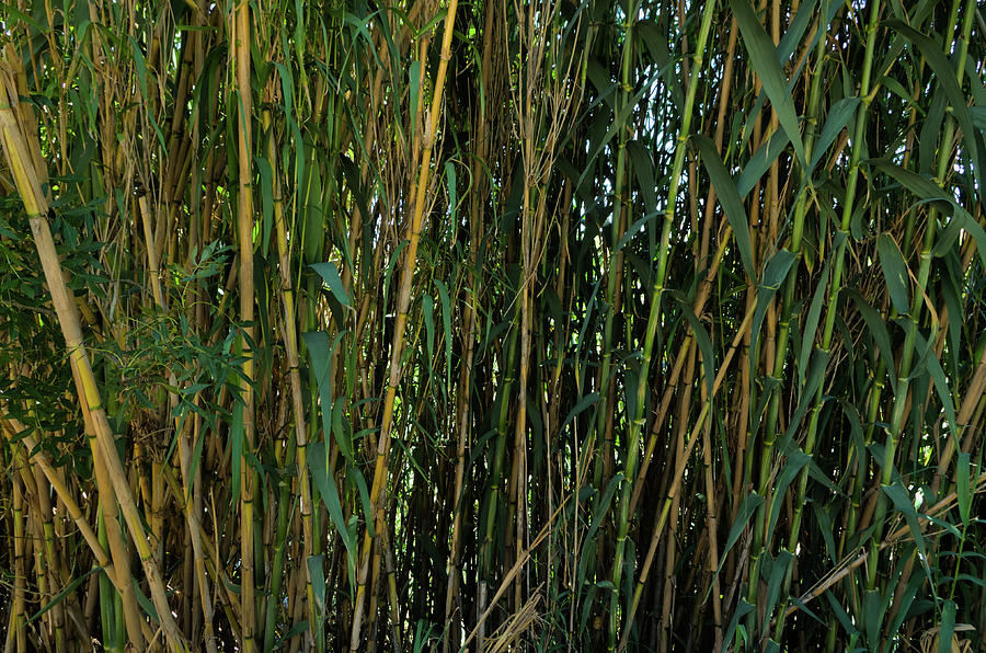 Wild Bamboo Wall Photograph by Angelo DeVal