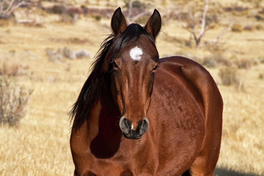 Wild Bay Color Horse Photograph by Waterdancer