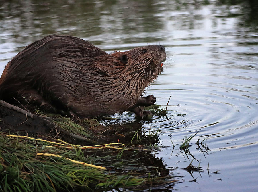 Wild Beaver Photograph by Dan Sproul