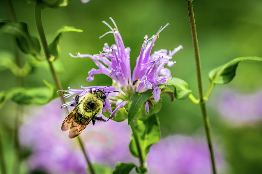 Wild Bee on Wild Bergamot Photograph by Bill Pevlor