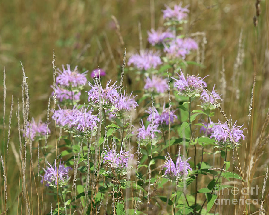 Wild Bergamot In The Field Photograph by Daniel Beard - Fine Art America