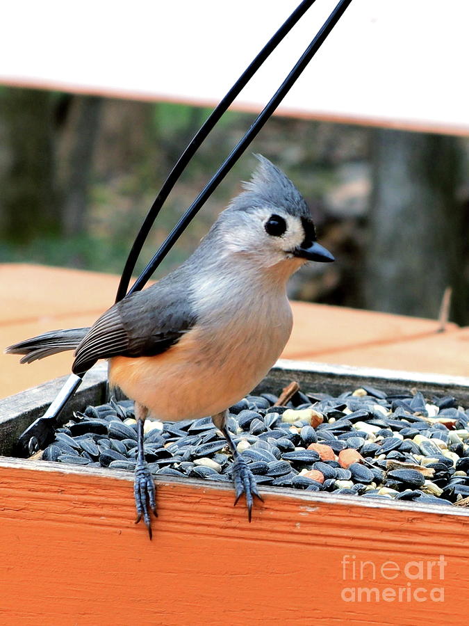 Feathered Elegance Tufted Titmouse Perched On The Feeder Photograph